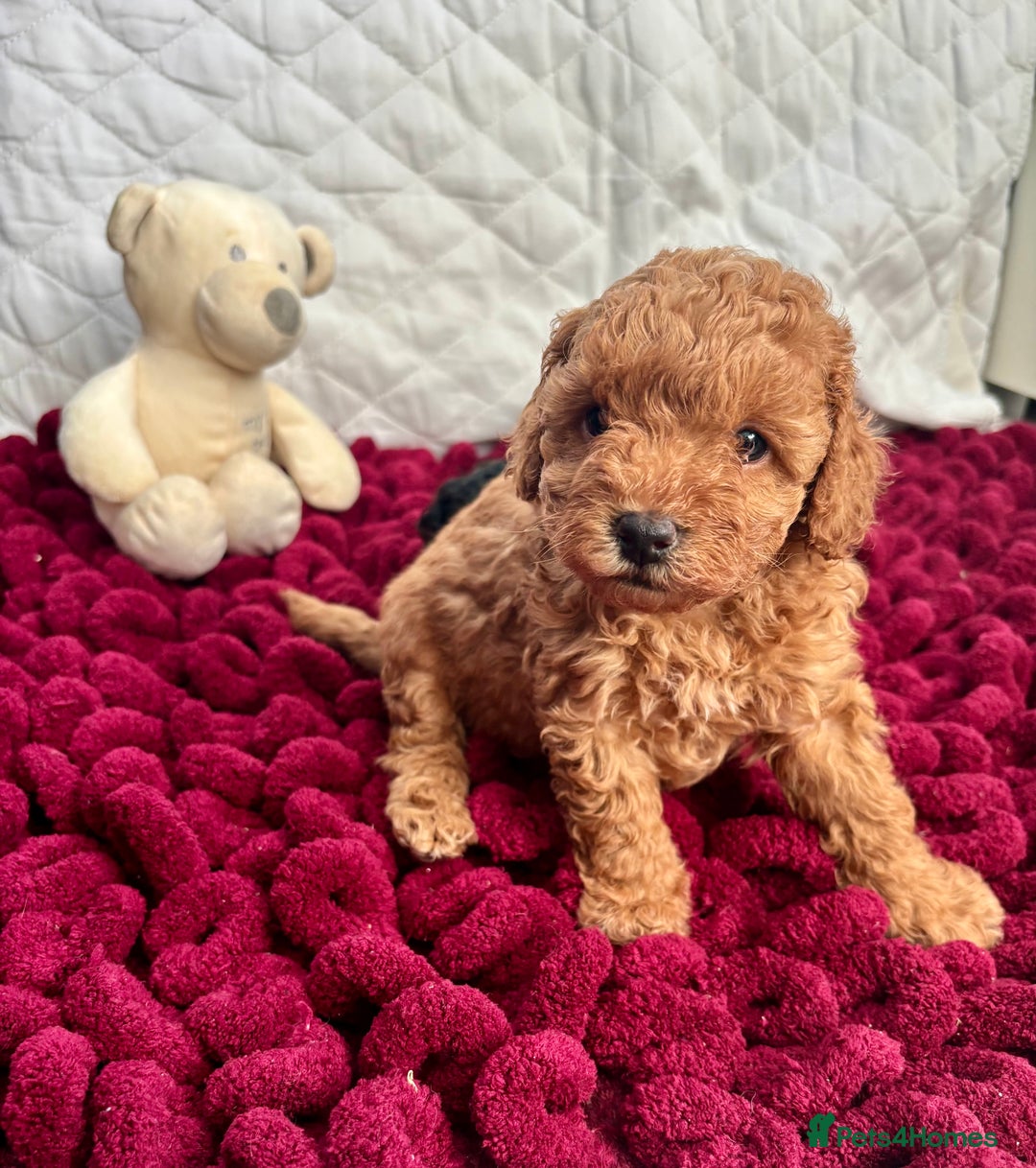 Toy Poodle dogs for sale: KC registered toy poodles - Advert 1