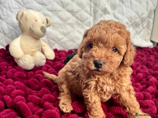 Toy Poodle dogs KC registered toy poodles - Advert 1