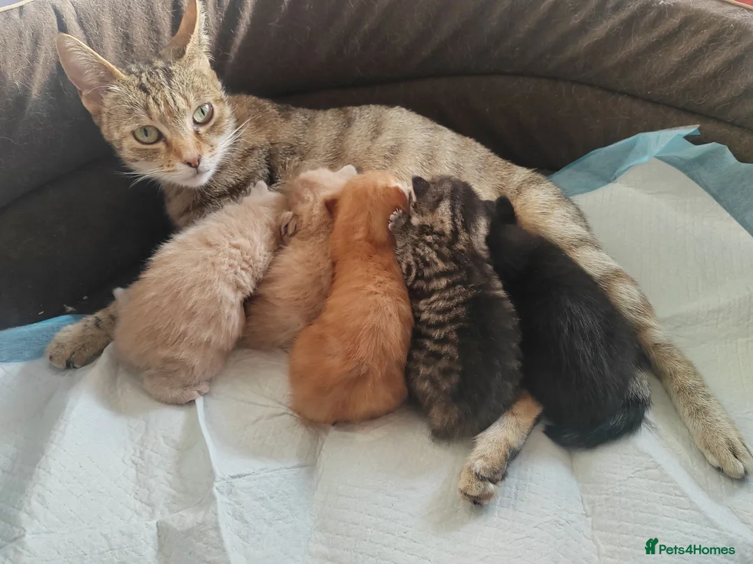 Mixed Breed cats for sale: Adorable kittens are looking for lovely home  - Advert 1