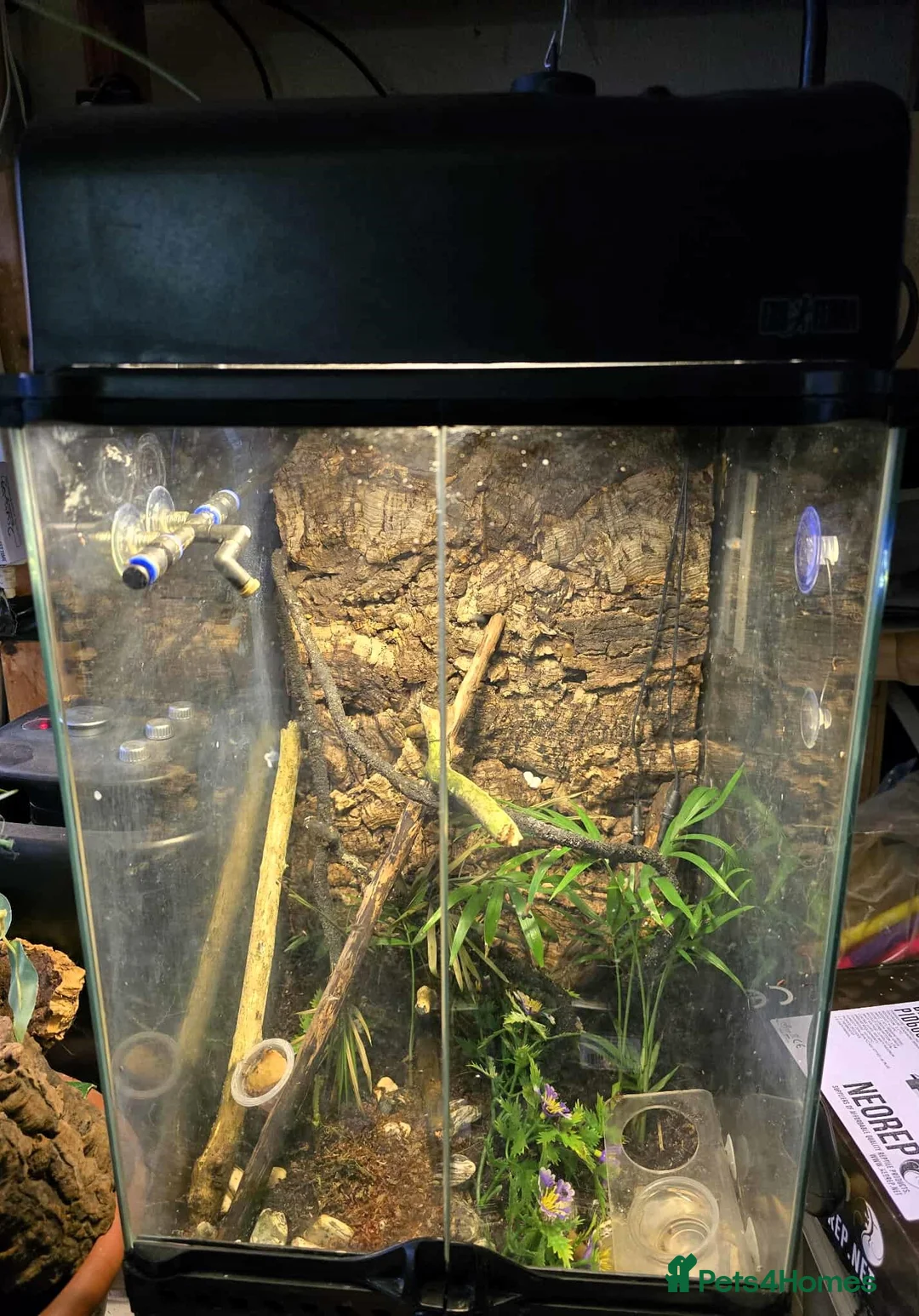 Gecko reptiles for sale: Mourning Geckos - Advert 1