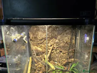 Gecko reptiles Mourning Geckos - Advert 1