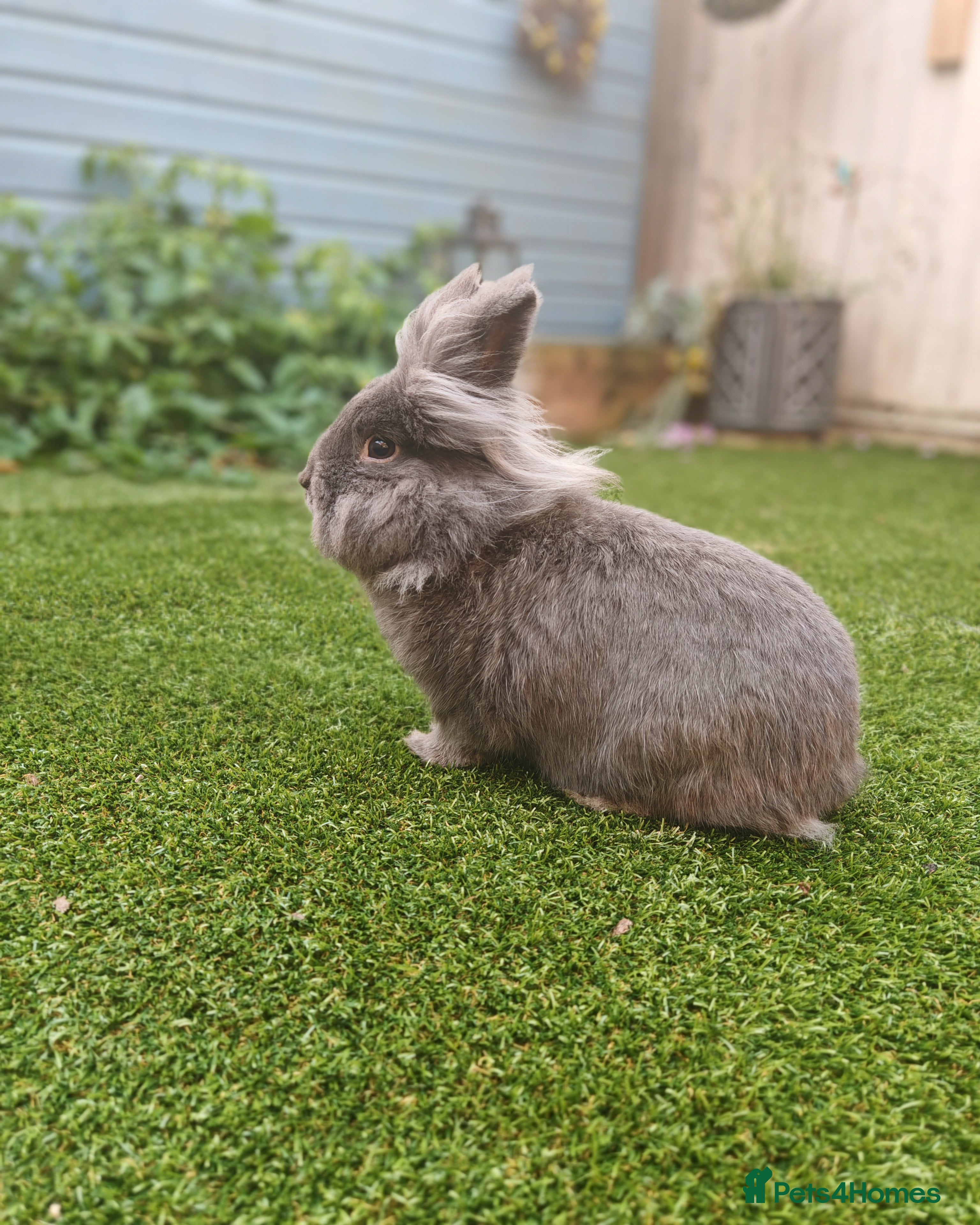Lionhead rabbits Buck for sale  - Advert 23