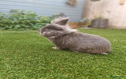 Lionhead rabbits for sale: Buck for sale  - Image 1