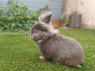 Lionhead rabbits Buck for sale - Advert 5
