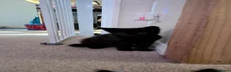 Mixed Breed cats for sale: Tortoise shell kittens - Advert 7