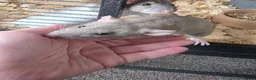 Rat rodents for sale: 3 female rats - Advert 2