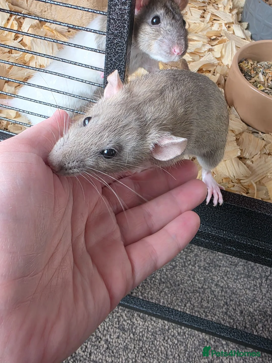 Rat rodents for sale: 3 female rats - Advert 2