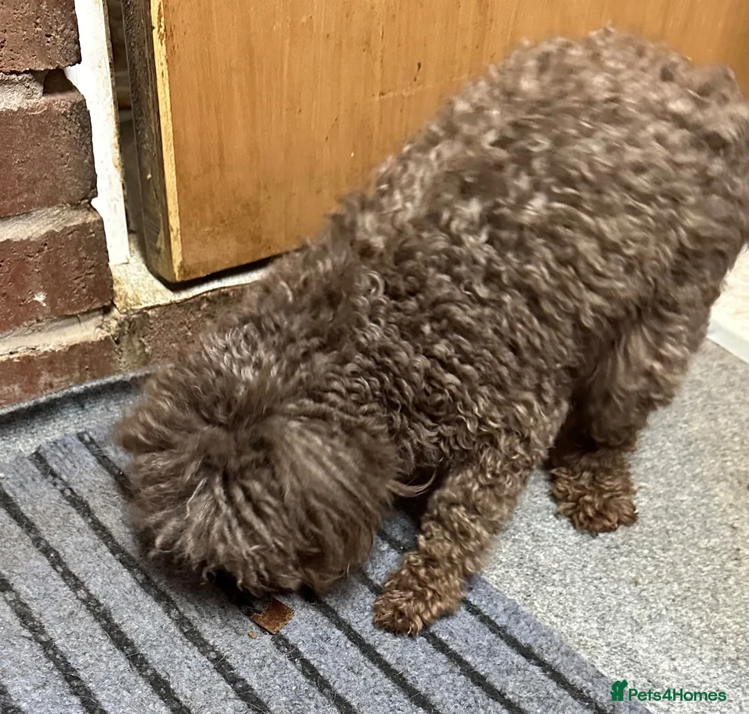 Toy Poodle dogs for sale: Tiny little toy poodle Ready Now ! - Advert 3