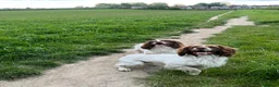 English Springer Spaniel dogs for sale: Springer Spaniels - Advert 21