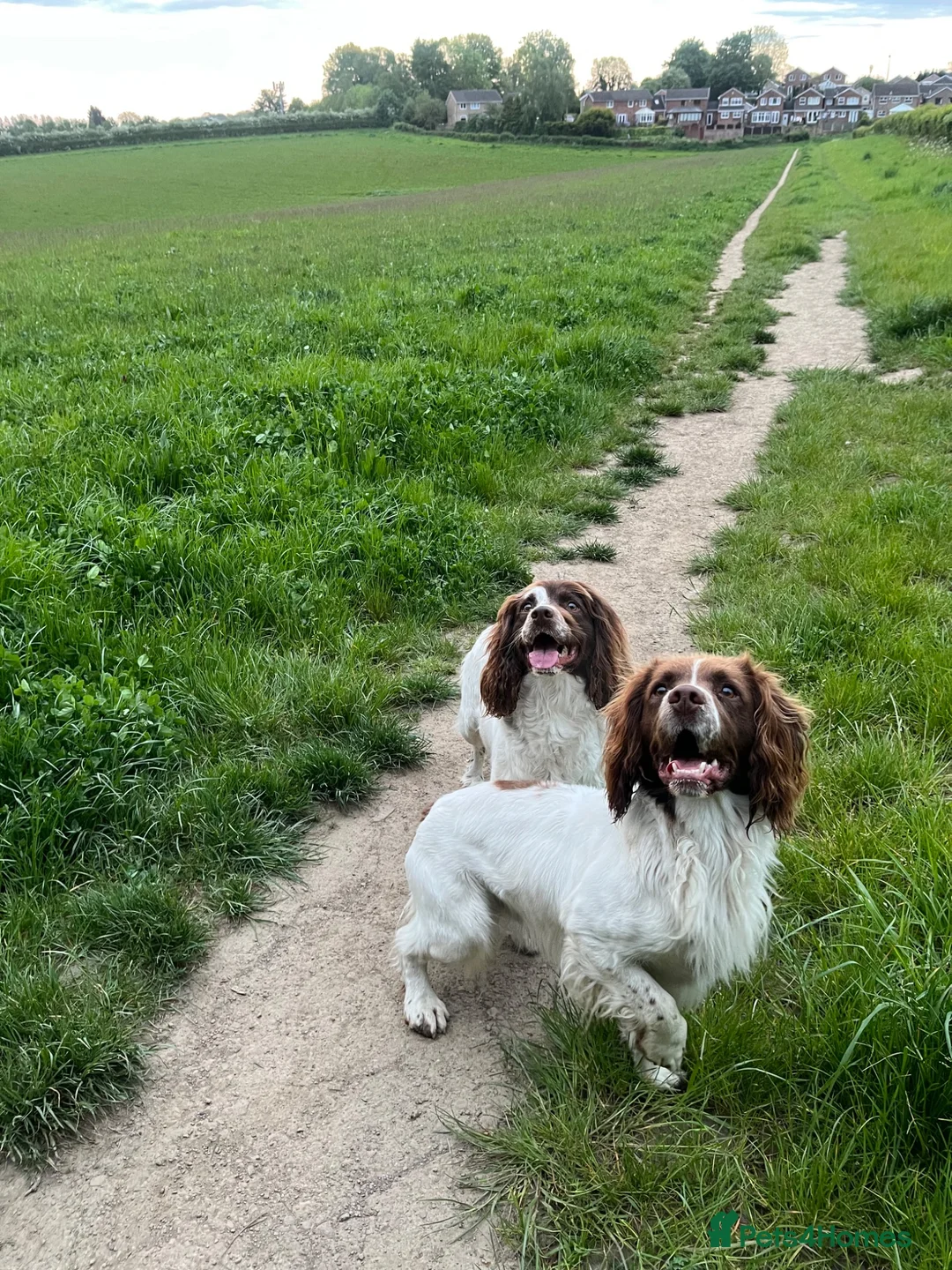 English Springer Spaniel dogs for sale: Springer Spaniels - Advert 21