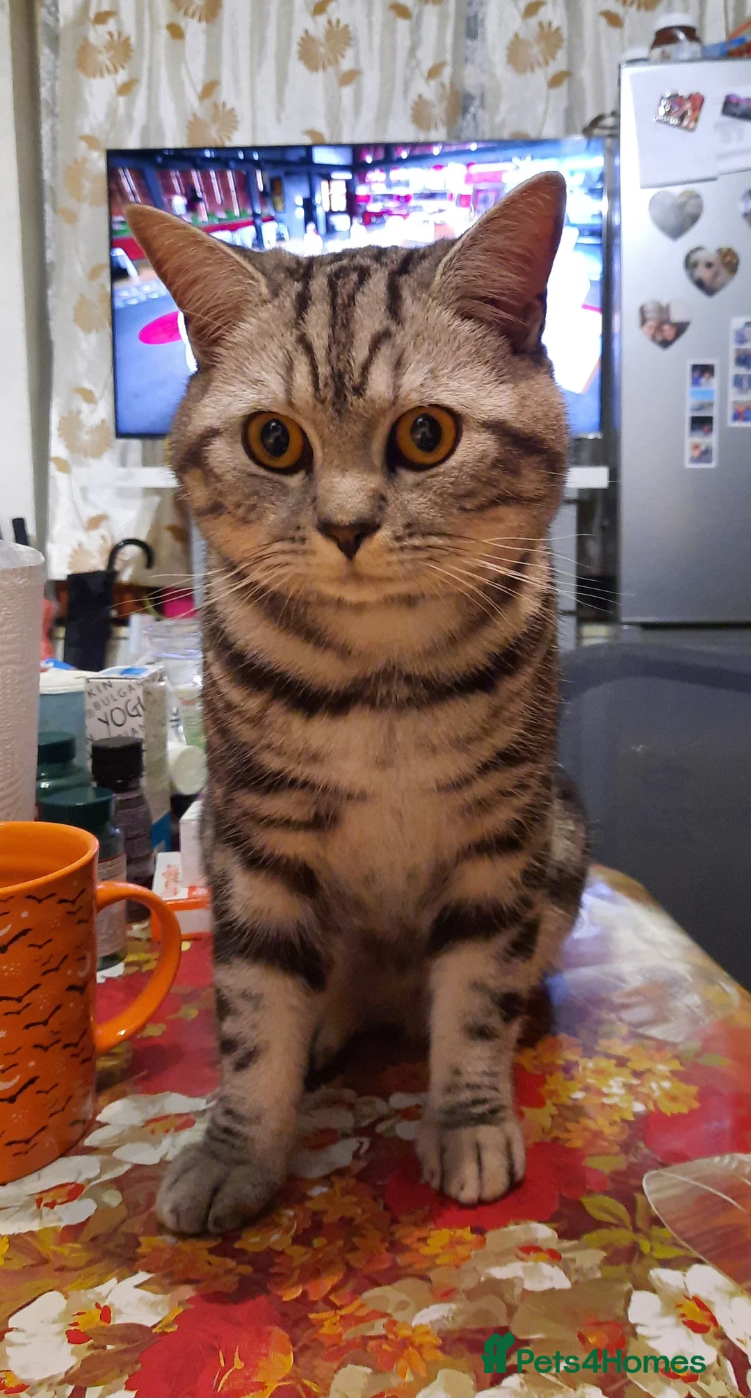 British Shorthair cats for stud: Brithish shorthair male in Barking - Advert 4
