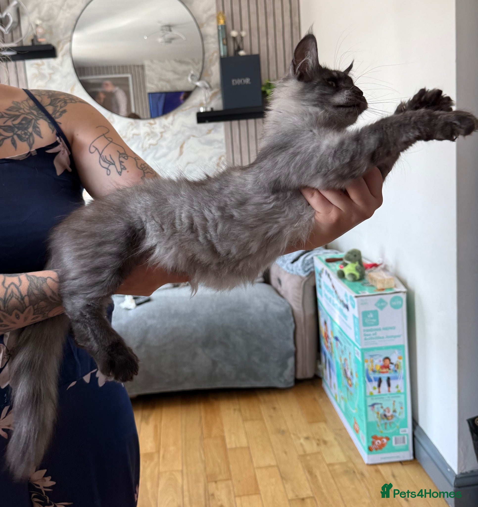 Maine Coon cats Blossom Beautiful Black Smoke Maine Coon Girl 🖤 - Advert 1