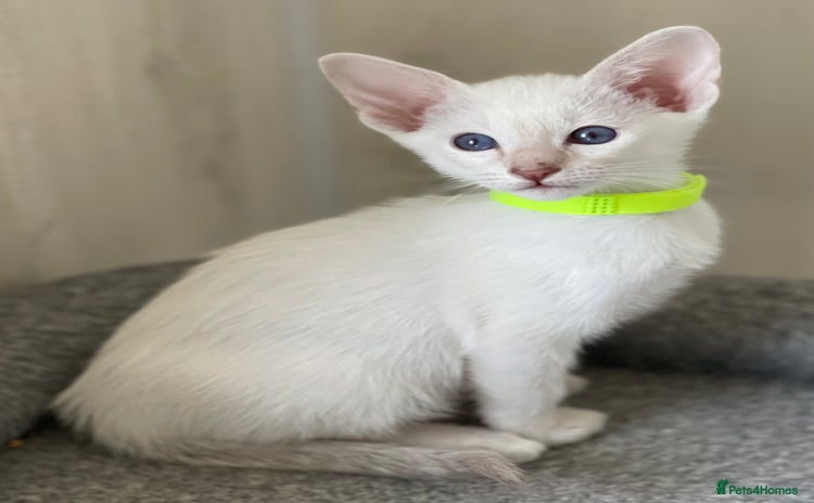 Siamese cats - Advert 16