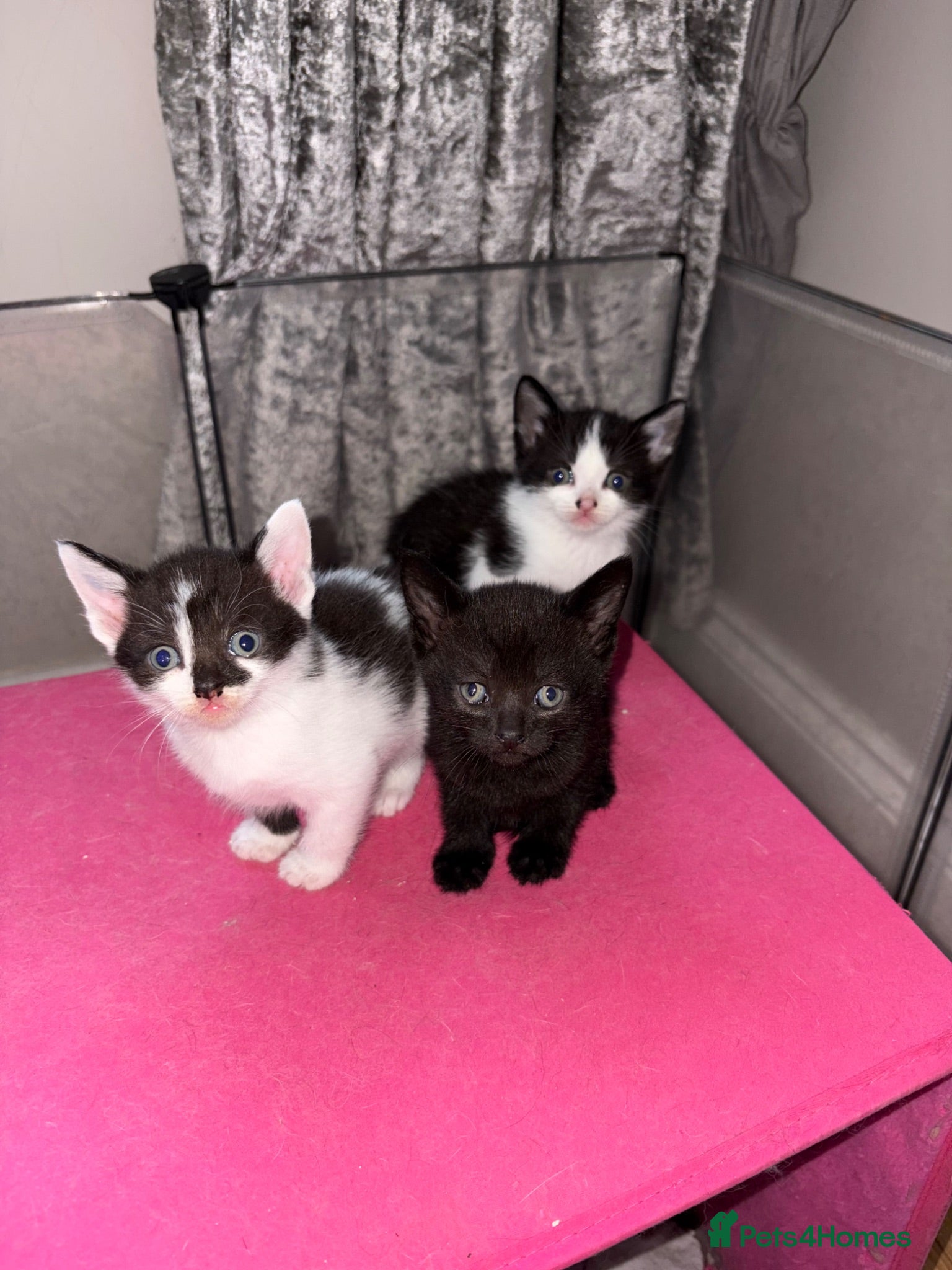 Mixed Breed cats Beautiful kittens  - Advert 13
