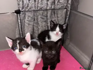 Mixed Breed cats Beautiful kittens - Advert 13