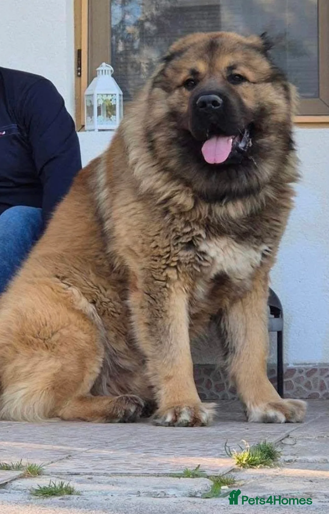 Caucasian Shepherd Dog dogs for sale: Caucasian Shepherd ( Caucasian Ovcharka ) RKC regg - Advert 2