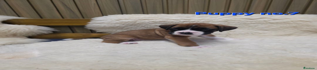 Boxer Puppy 7