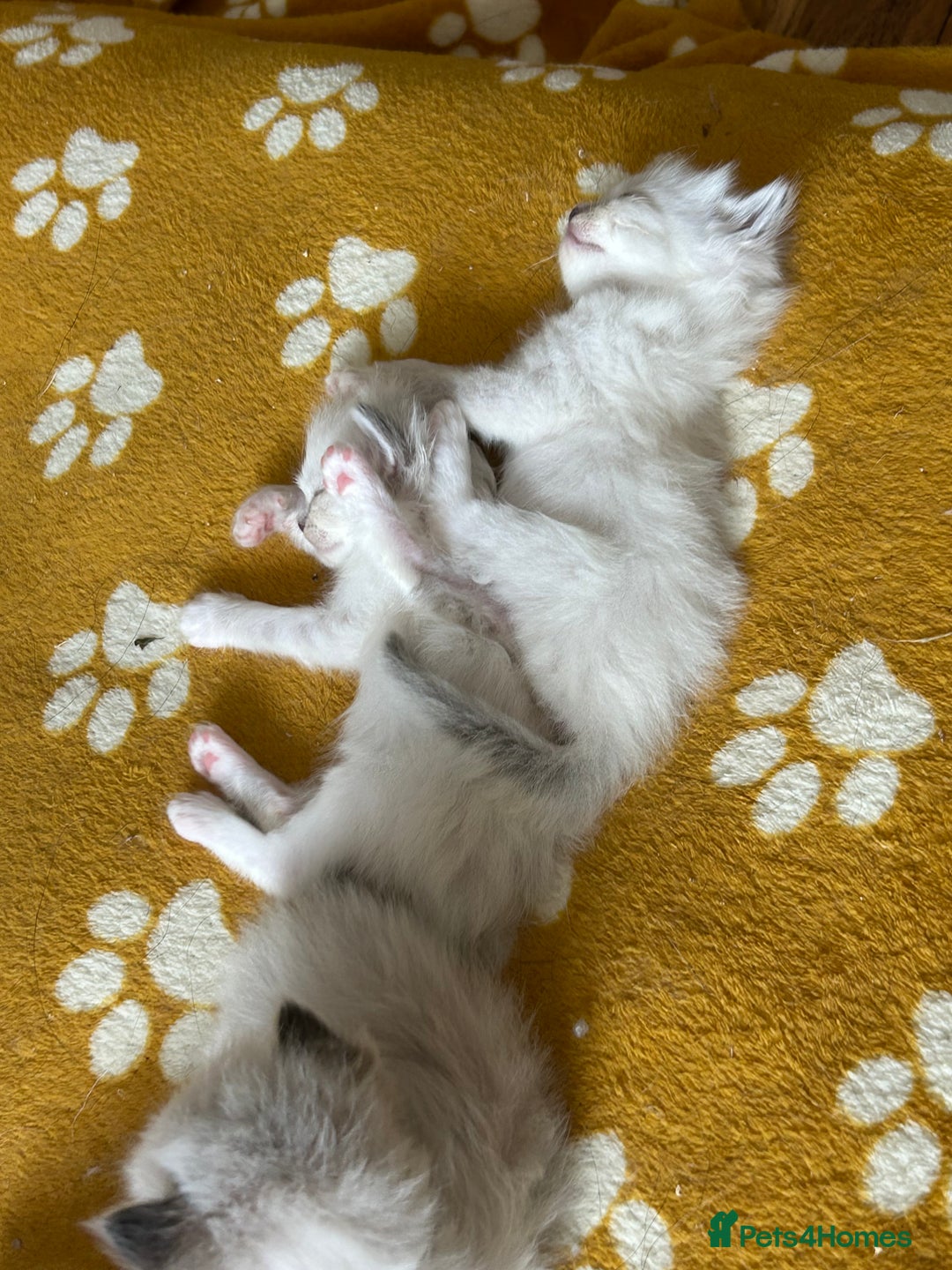 Ragdoll cats for sale: 😻 2 GORGEOUS RAGDOLL KITTENS 😻 - Image 6