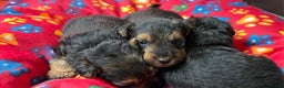 Welsh Terrier dogs for sale: Kc registered Welsh Terriers - Advert 3