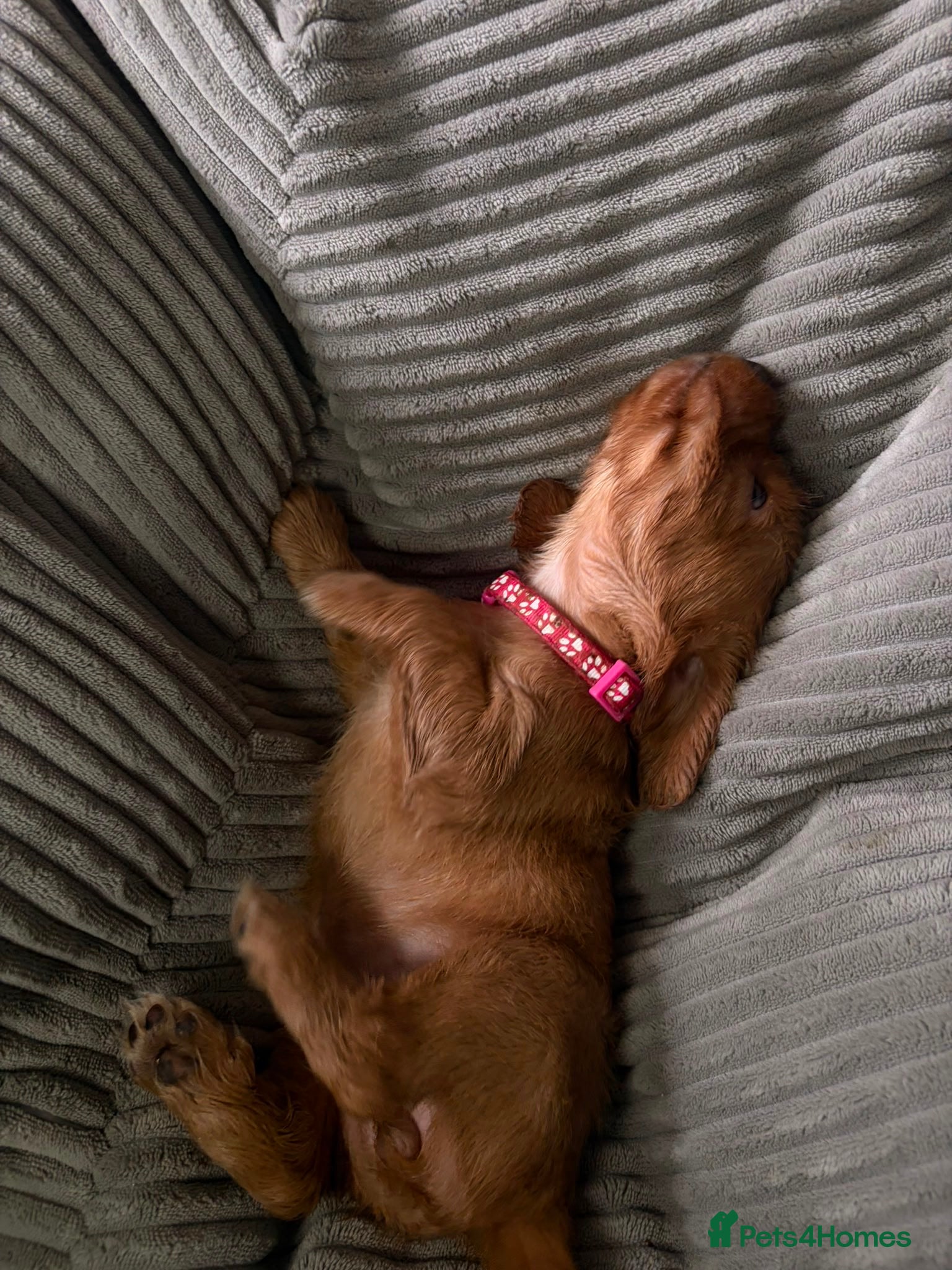 Cocker Spaniel dogs Beautiful top class red cockers  - Advert 2