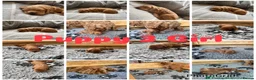 Cockapoo dogs for sale: Extensively Health Tested Parents! Beautiful! - Advert 3