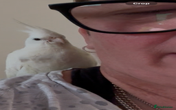Cockatiels birds for sale: Stunning hand reard cockatiel - Image 3