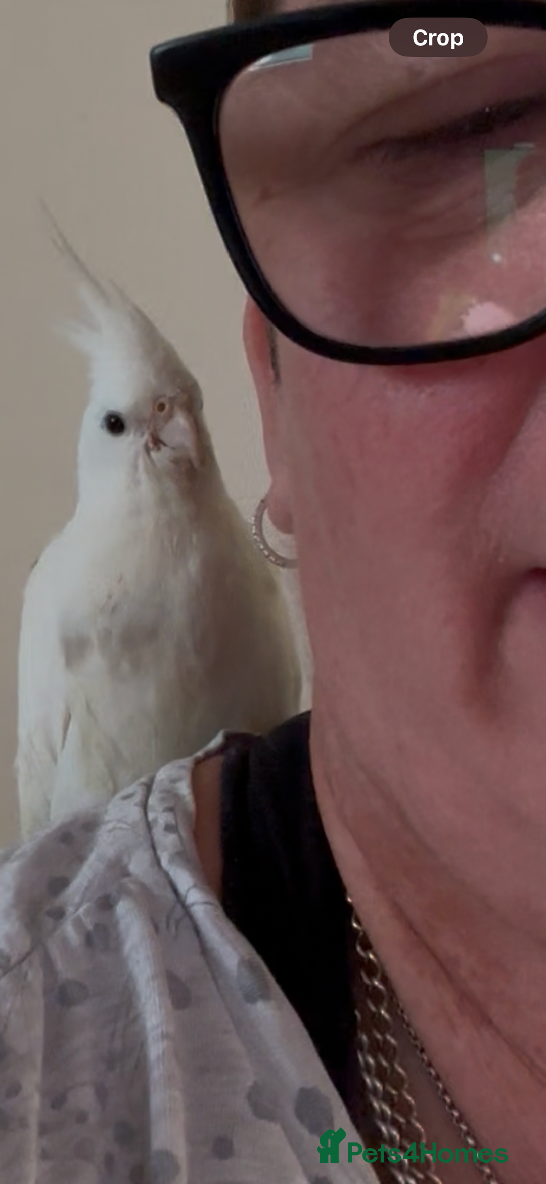 Cockatiels birds for sale: Stunning hand reard cockatiel - Image 3
