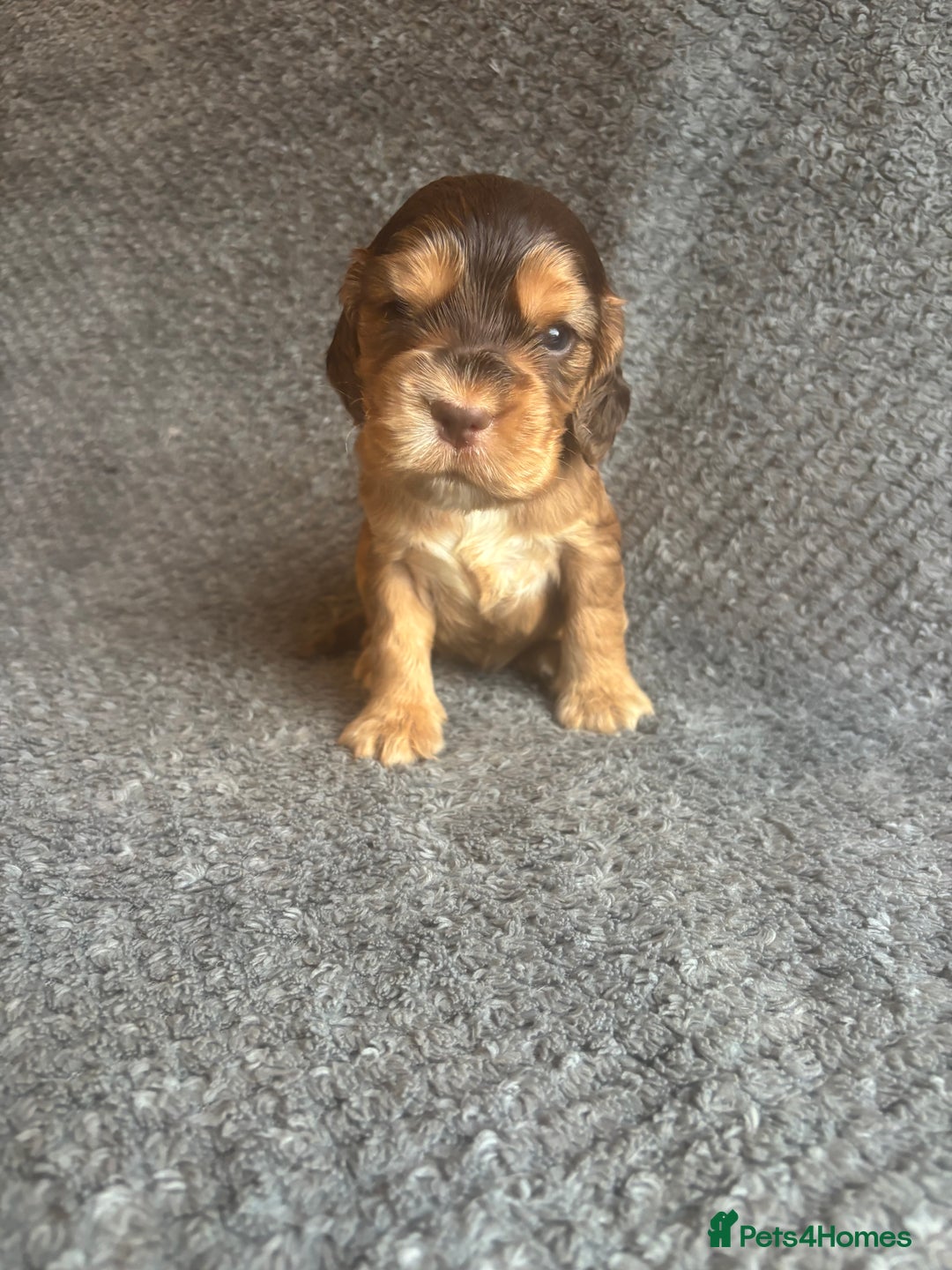 Cocker Spaniel dogs for sale: Health Tested KC Cocker Spaniel Puppies  - Advert 9