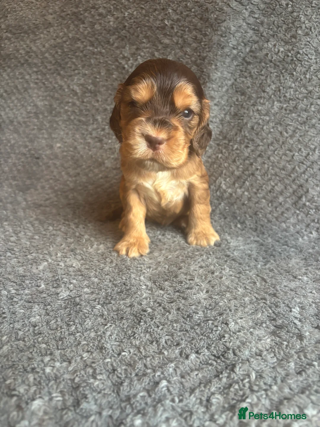 Cocker Spaniel dogs for sale: Gorgeous boy, ready now! KC Cocker Spaniel  - Advert 29