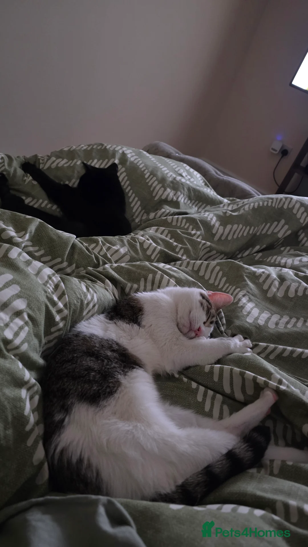 Mixed Breed cats for sale: Angel looking for new home - Advert 2