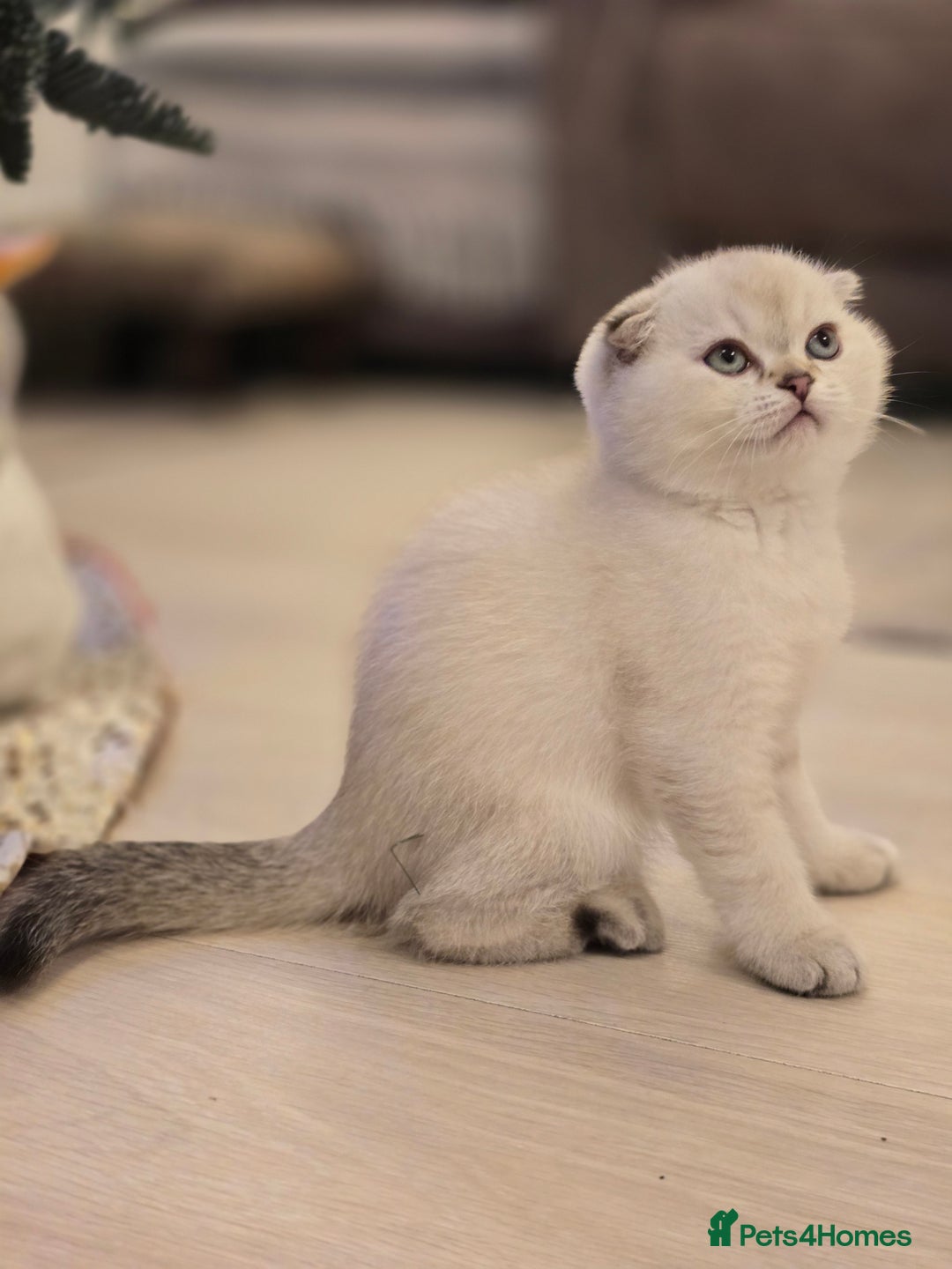 Scottish Fold cats for sale: Scottish Fold and Straight kittens  - Advert 8