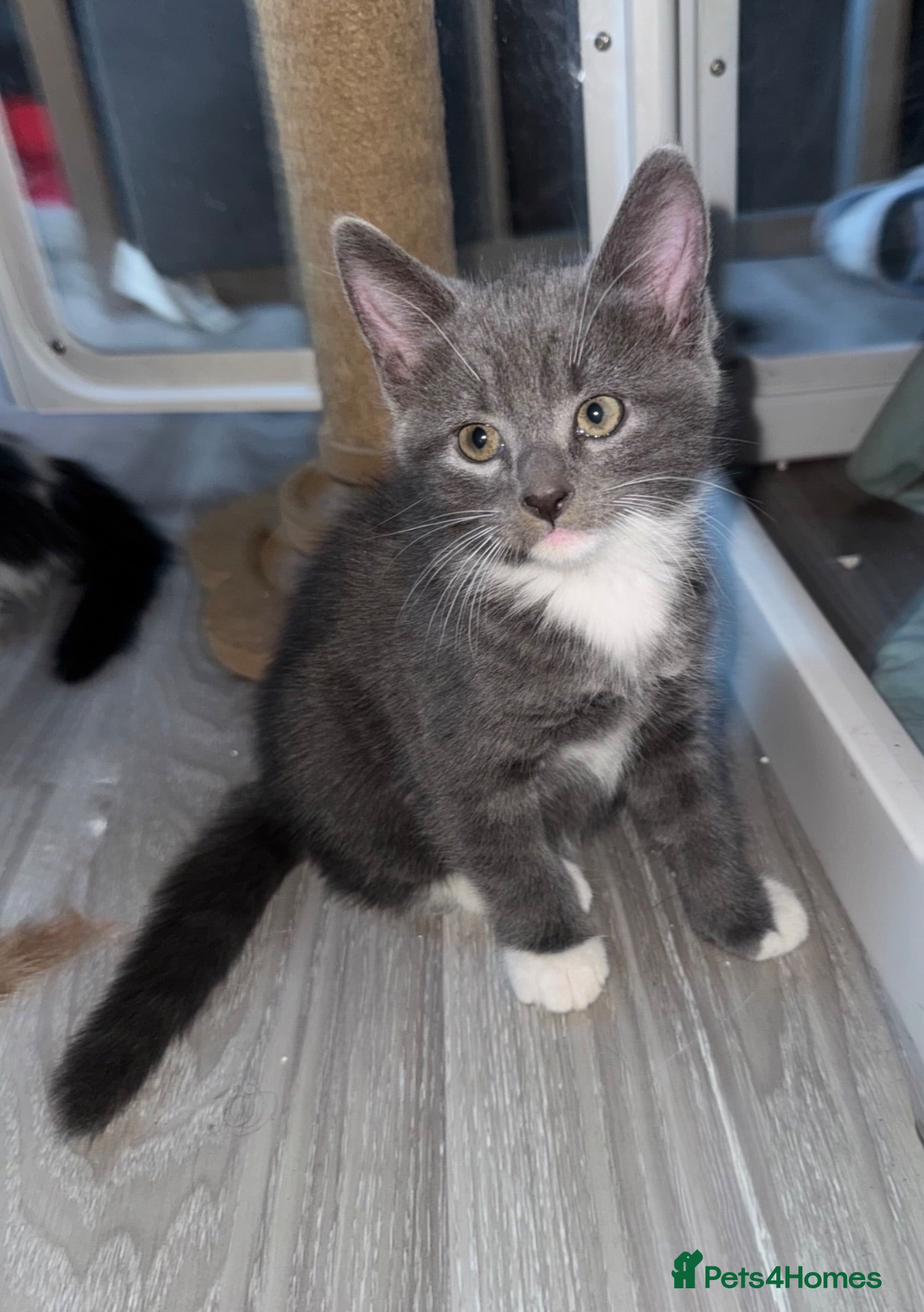 Mixed Breed cats Beautiful grey / black and white  - Advert 18