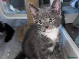 Mixed Breed cats Beautiful grey / black and white - Advert 18