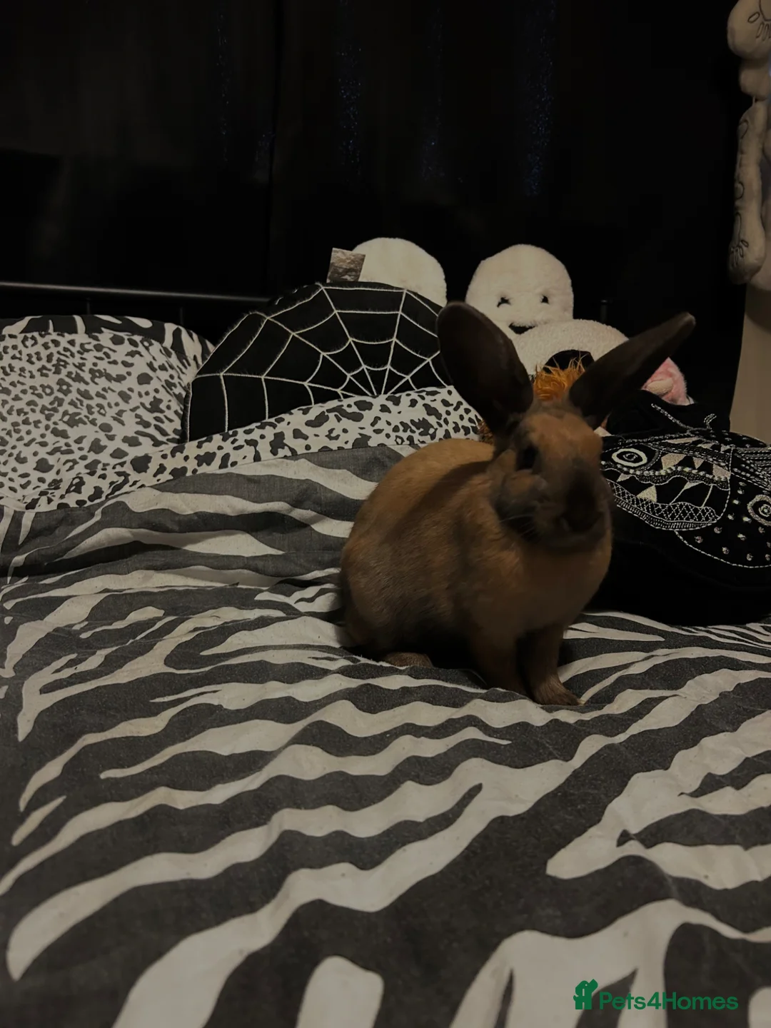 Thuringer rabbits for sale: female bunny for rehoming - Advert 1