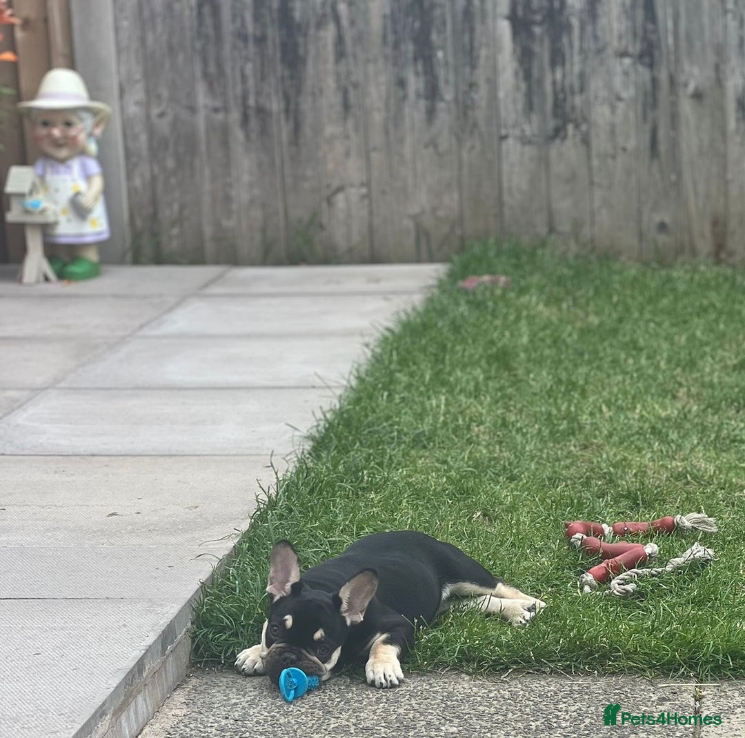 French Bulldog dogs for sale: 2 beautiful french bulldog puppies available  in Oldbury - Image 9