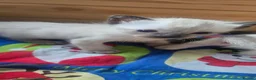 Siamese cats for sale: *female avaliable!* 5 Stunning Siamese Kittens - Advert 23