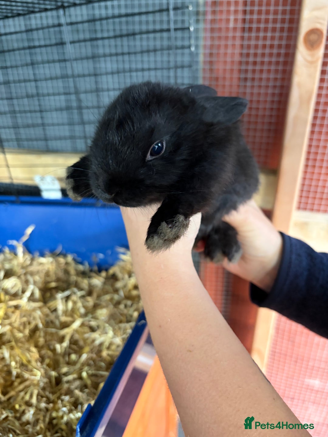 Mixed Breed rabbits for sale: 6 beautiful baby rabbit - Advert 6