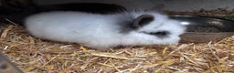 Mini Lion Lop rabbits for sale: 3 LEFT!! 3 Beautiful Mini Lionhead Rabbits - Advert 4