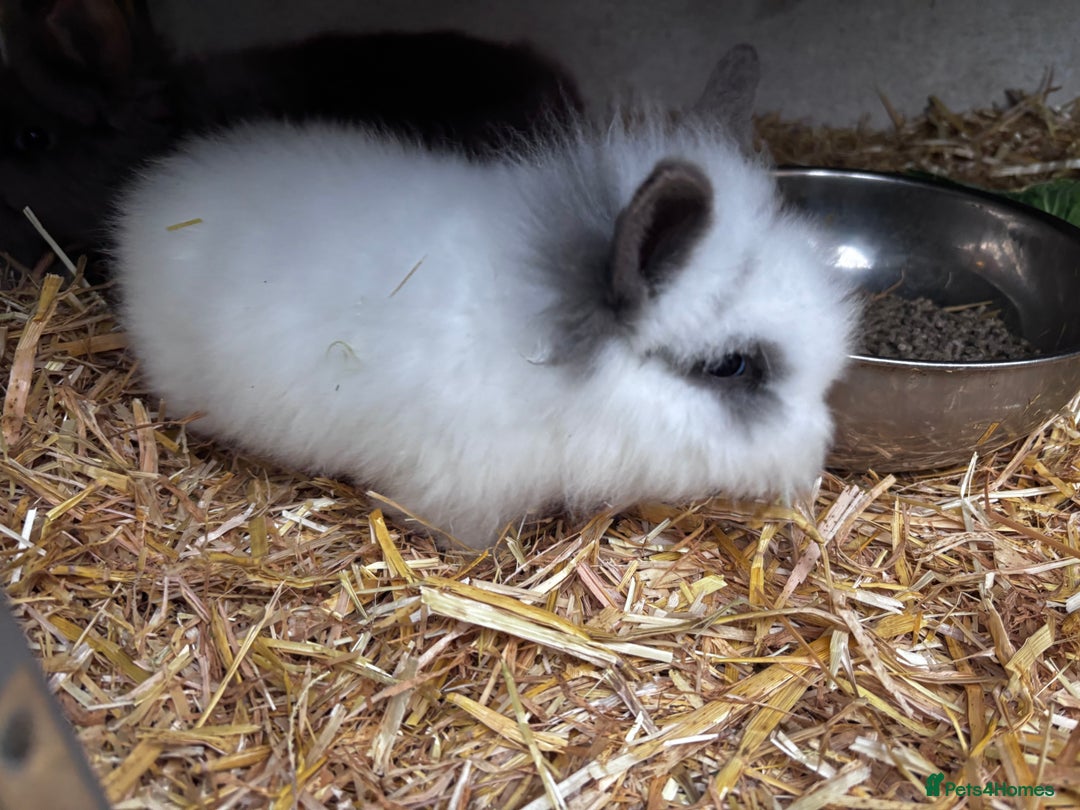 Mini Lion Lop rabbits for sale: 3 LEFT!! 3 Beautiful Mini Lionhead Rabbits - Advert 4