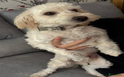 Cockapoo dogs for sale: Cockerpoo - Image 3