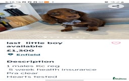 Dachshund dogs for sale: dachshund  - Image 3