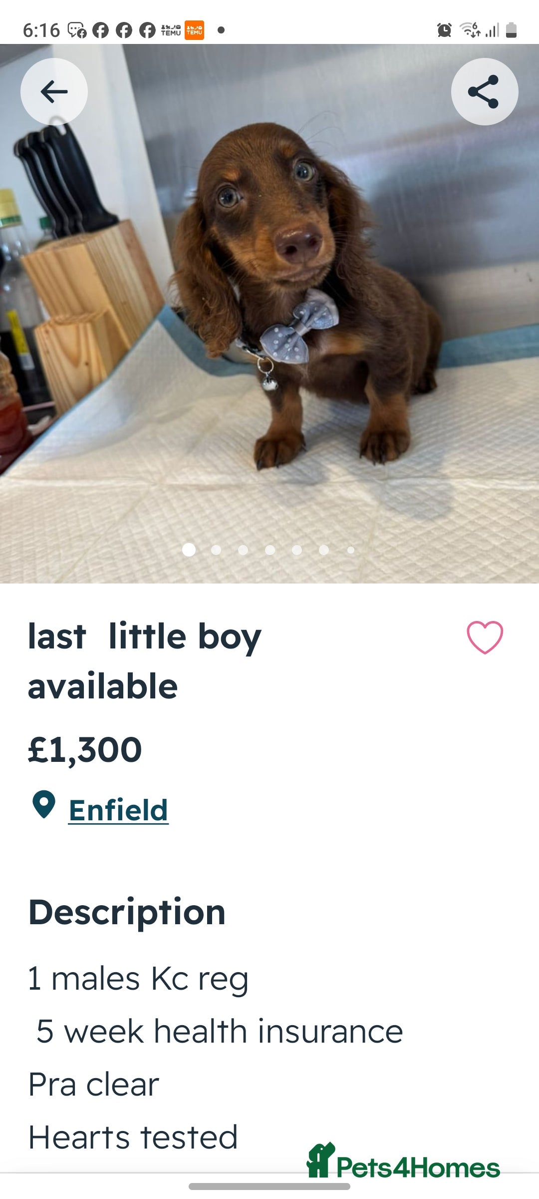 Dachshund dogs for sale: dachshund  - Image 3