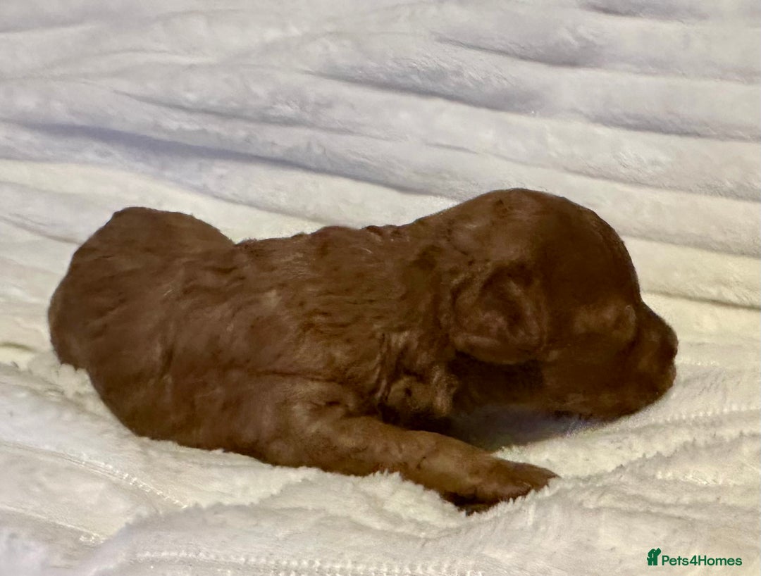 Toy Poodle dogs for sale: 2 TINY BOYS LEFT kc registered deep red toy poodle - Advert 20