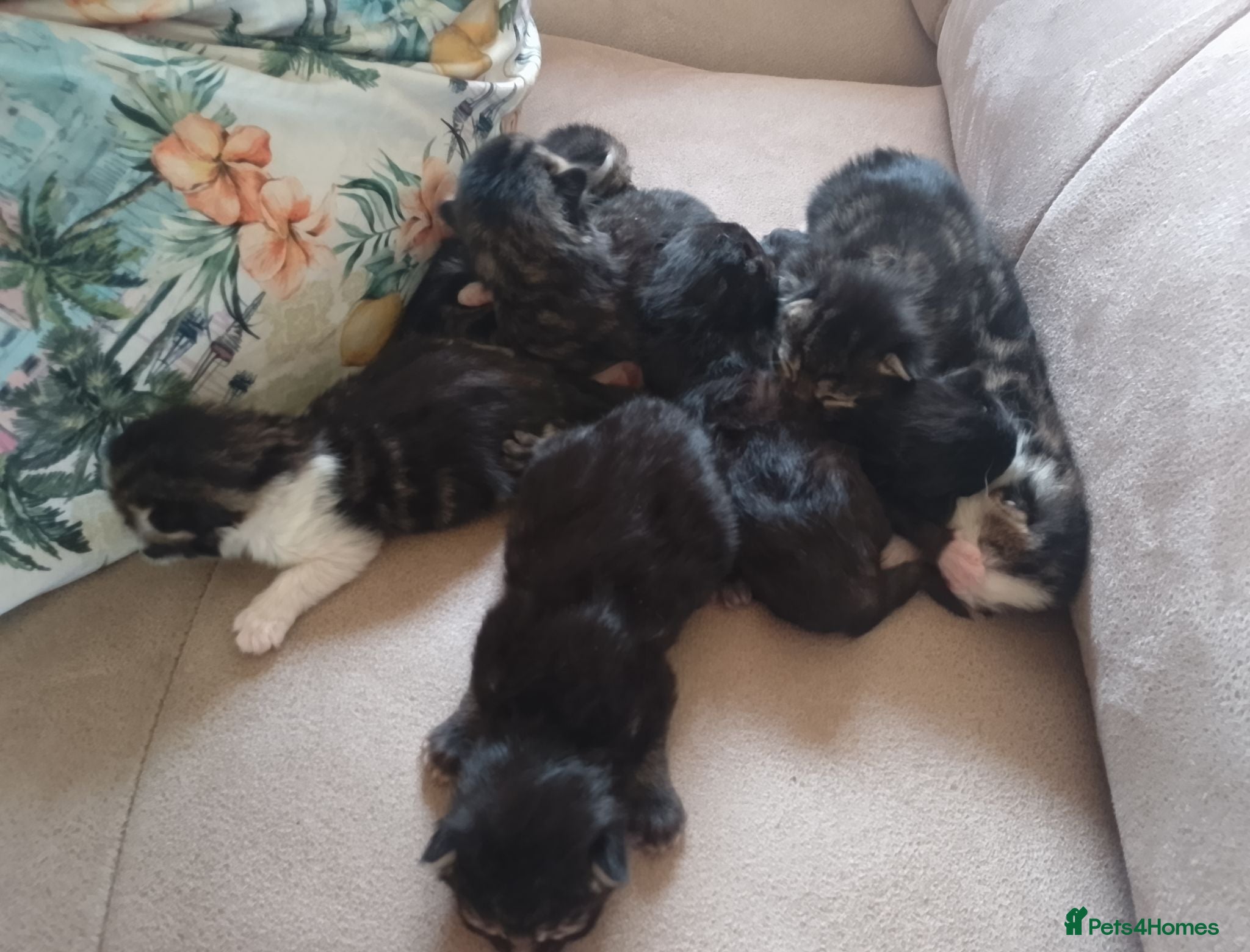 Mixed Breed cats ❤️Tiny Paws, Big Hearts Ready for Loving Home soon - Advert 2