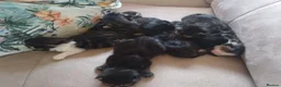 Mixed Breed cats for sale: ❤️Tiny Paws, Big Hearts Ready for Loving Home soon - Advert 2