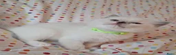 Ragdoll cats for sale: 🐾🤍OUR BEAUTIFUL NEW RAGDOLL–5 GIRLS & 1 BOY 🤍🐾 - Advert 26