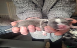 Staffordshire Bull Terrier dogs for sale: Staffordshire bull terrier puppies  - Image 5