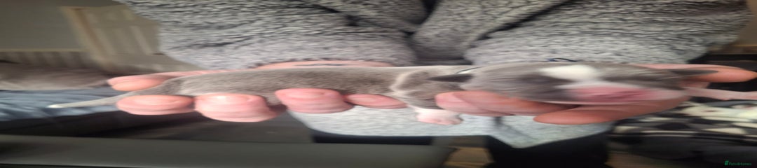 Staffordshire Bull Terrier Puppy 2