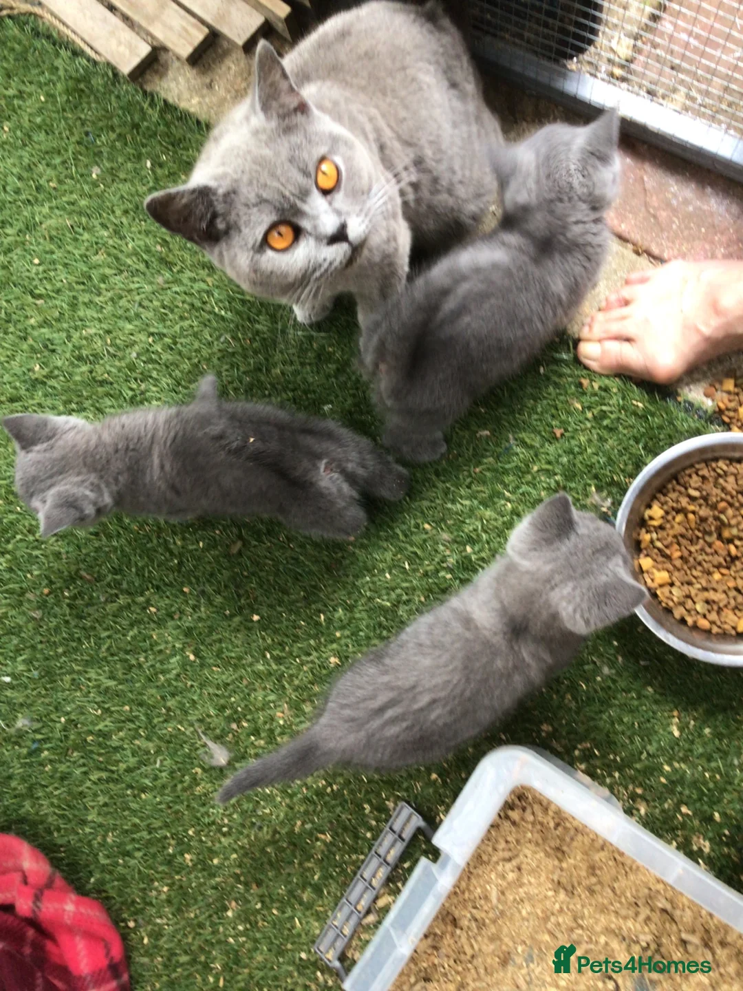 British Shorthair cats for sale: Beautiful British blue kittens  in Welwyn Garden City - Advert 9