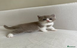 British Shorthair cats for sale: British Short Hair/ British Longhair 🐾 in Manchester - Image 7